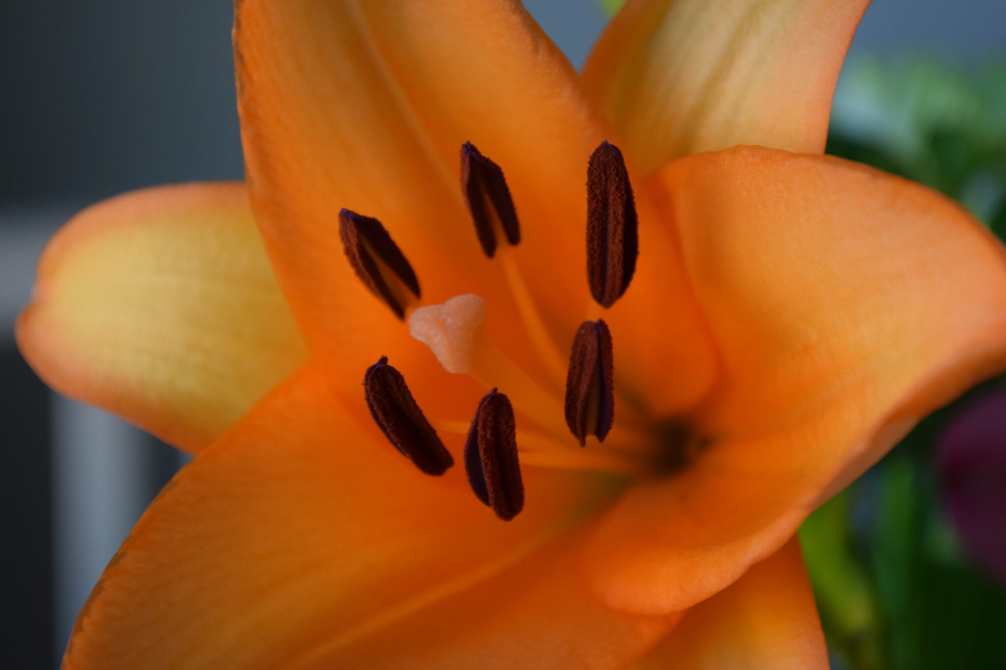 Advanced Course in Reading Flower Images