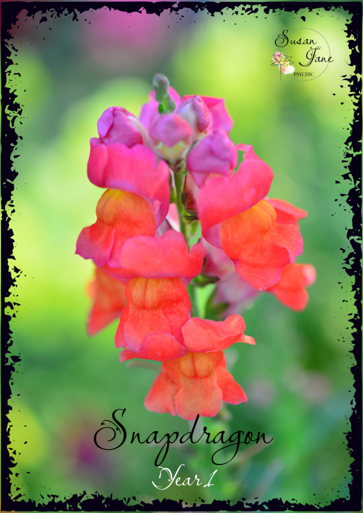 Personal Year – Snapdragonl