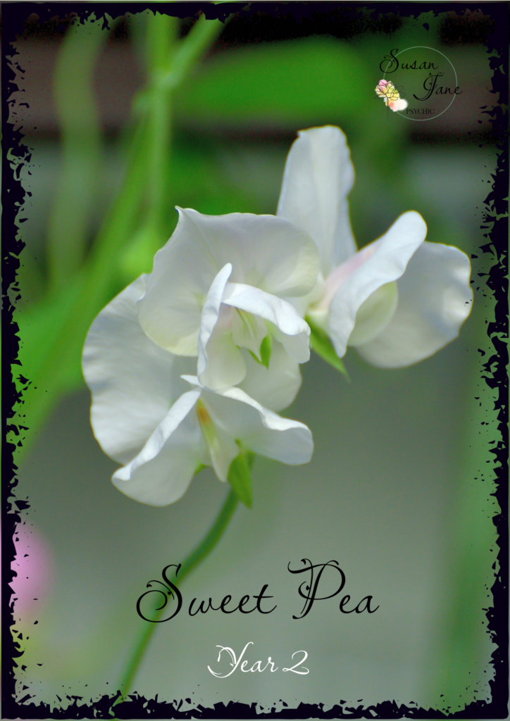 Personal Year – Sweet Pea
