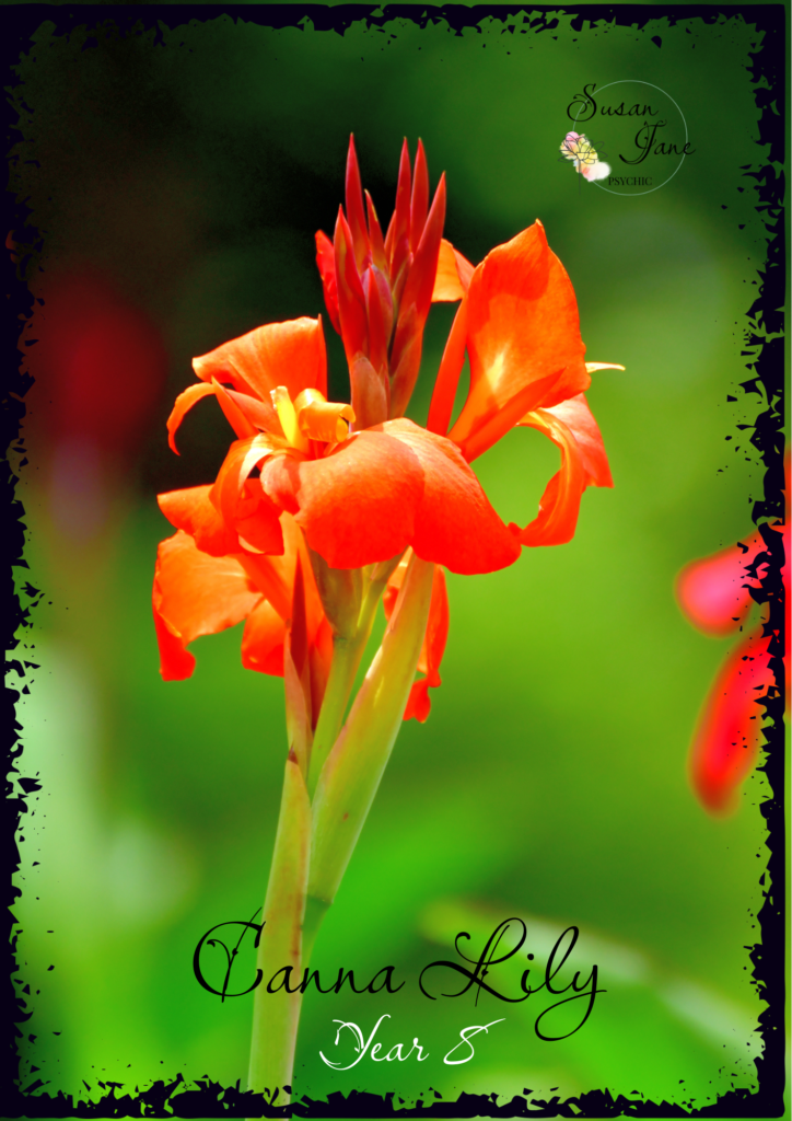 Personal Year – Canna Lily